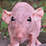 Profile Picture of Judy Ariel Ratlady (@birdtoes) on Flickr