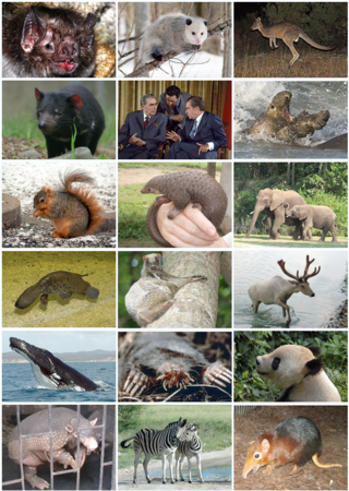 Profile Picture of Mammalon Wikipedia