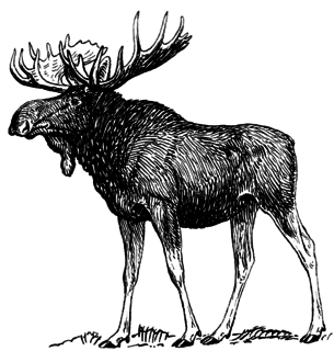 Profile Picture of The Young Moose Hunterson Wikipedia