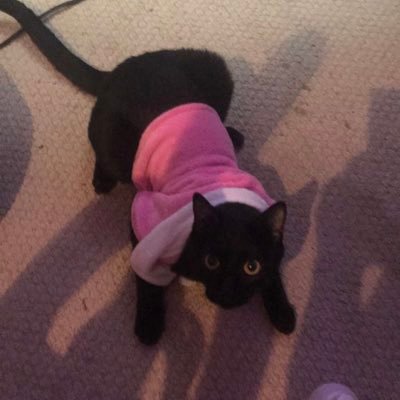 Profile Picture of Samcarver (@SamCarver8) on Twitter