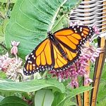 Profile Picture of Kylee Coyle (@kycoy92) on Instagram