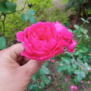 Profile Picture of Kshitij Singh (@kshitij.singh6) on Tiktok