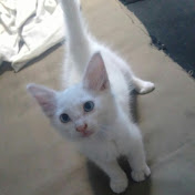 Profile Picture of Roberto Padron (@robertopadron436) on Youtube