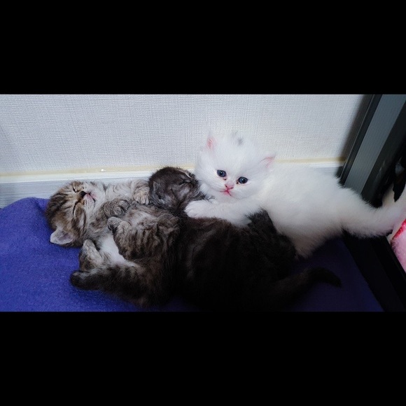 Profile Picture of Emily James (@emilyjames642) on Poshmark