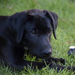 Profile Picture of Monty Ramírez McNally (@monty_theblacklab) on Instagram
