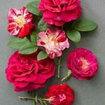 Profile Picture of Anuradha Narayanan (@anura102) on Instagram