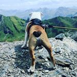 Profile Picture of Jean-Jacques (@jeanjacques_theenglishbulldog) on Instagram