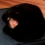 Profile Picture of Andre Stokes Jr. (@gambither) on Instagram