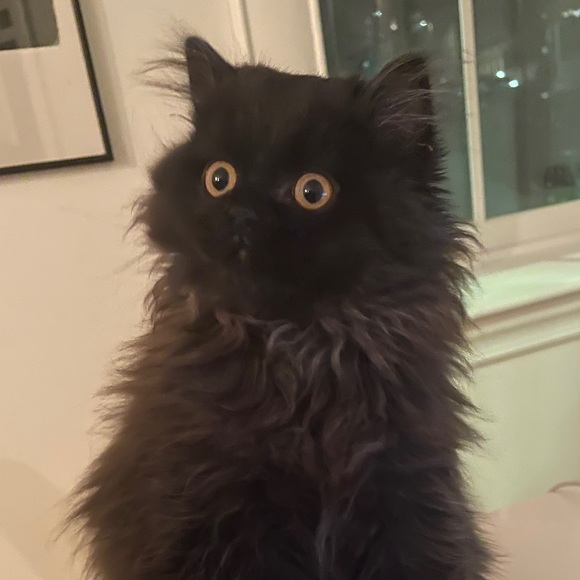 Profile Picture of Kylie Rolincik (@krolincik) on Poshmark