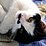 Profile Picture of Lei Wang (@Jade  Fish) on Flickr