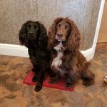 Clare Barton - Instagram Profile Picture of Clare Barton (@motherofspaniels) on Instagram