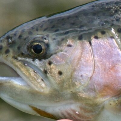 Profile Picture of Kim DeVries (@flywtr) on Twitter