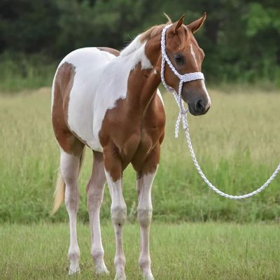 Profile Picture of Jacqueline Michele Belcher (@Jacquel12031322) on Twitter