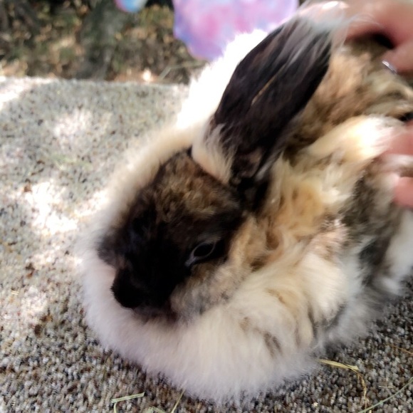 Profile Picture of Abbie Critchett (@abbie1234456) on Poshmark