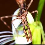 Profile Picture of Aaron Sheng (@aaron sheng) on Flickr