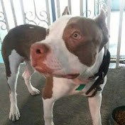 Profile Picture of Daniel Chirino (@danielchirino2920) on Youtube