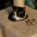 Profile Picture of Nora The Explorer (@normandyfurrious) on Instagram