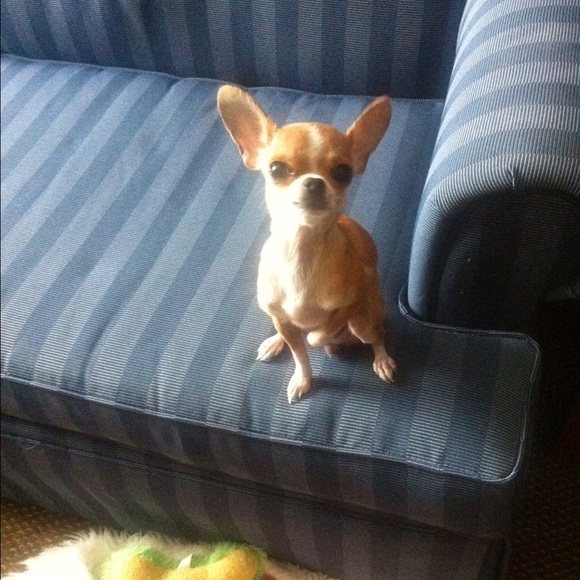 Debbie Mancaruso - Poshmark Profile Picture of Debbie Mancaruso (@cookoo) on Poshmark