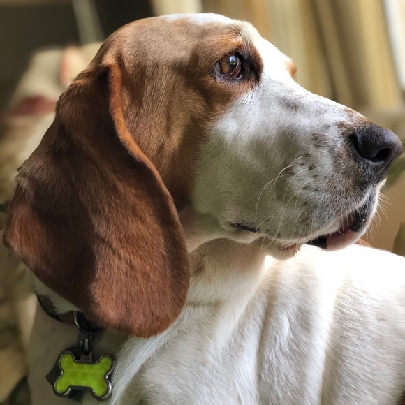 Profile Picture of Beverly Butcher (@babutcher) on Poshmark