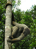 Profile Picture of Gray woolly monkeyon Wikipedia