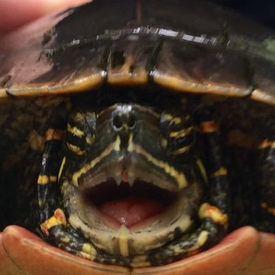 Peter Zaleski - Twitter Profile Picture of Peter Zaleski (@zaleski_peter) on Twitter