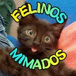 Profile Picture of Felinos Mimados Oficial (@felinosmimados) on Instagram