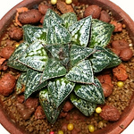 Profile Picture of Chia-chi Huang (@kirin foon) on Flickr