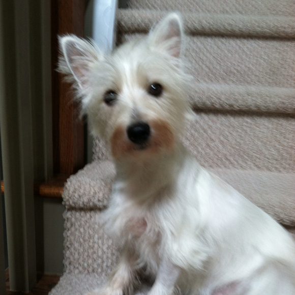 Profile Picture of Rene Downing (@lillotus611) on Poshmark