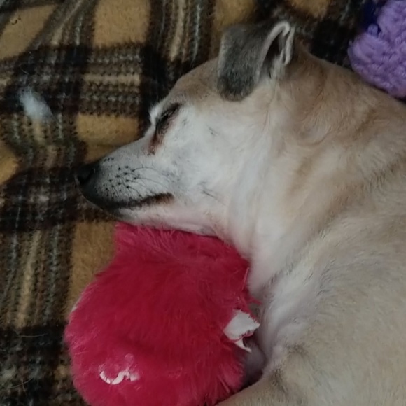 Profile Picture of Sandra c Shugart (@sshugart44) on Poshmark