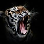 Profile Picture of Лысенко Давид (@david_football2009) on Instagram