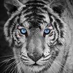 Profile Picture of Игорь (@igor_tkachuk_96) on Instagram