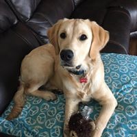 Profile Picture of Dawn Linquist (@dawn-linquist) on Quora