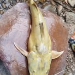 Profile Picture of Sonia Tapia (@sonia.tapia.675452) on Facebook