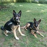 Profile Picture of Harlan Schultz (@proforcek9) on Instagram