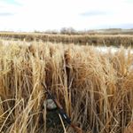 Profile Picture of cody nabers (@wyomingoutdoorsmen) on Instagram