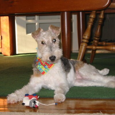 Profile Picture of Sue Callender (@LillyCallender) on Twitter