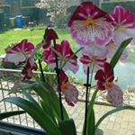 Michaela Kasper - Instagram Profile Picture of Michaela Kasper (@michak73) on Instagram