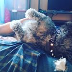 Profile Picture of ulises sanchez (@ulises_sanchez_official) on Instagram