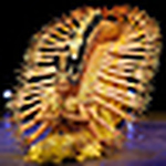 Profile Picture of Jagath Nissnka (@nelum & jagath) on Flickr