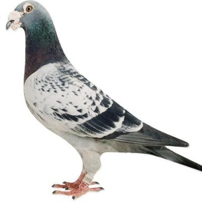 Profile Picture of Robert Dowdall (@BluehenRobert) on Twitter