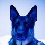 Profile Picture of Rusty The Psychedelic Shepherd (@psychedelicshepherd) on Instagram