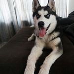 Profile Picture of Lindsay Fowler (@tali.the.husky) on Instagram