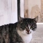 Profile Picture of Silvia 🦋 (@_lomuscio_silvia_) on Instagram