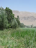 Profile Picture of Boldajion Wikipedia