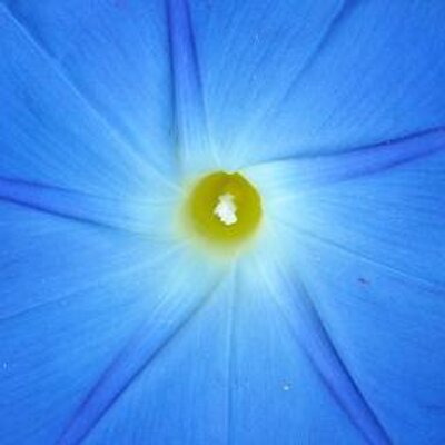 Profile Picture of Joyce Cotter Tervo (@joycecotterterv) on Twitter