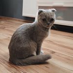 Profile Picture of Silver Pinky Kevin (@silver_pinky_kevin) on Instagram