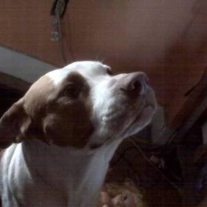 Profile Picture of Thomas Philyaw (@thaboss12345) on Myspace