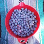 Profile Picture of Kim P (@pentecost_garden) on Instagram