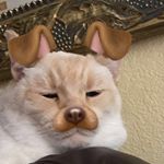 Profile Picture of Meme Enthusiast (@calvin.howard0123) on Instagram