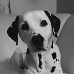 Profile Picture of Silke Simon (@silke.simon.125) on Instagram